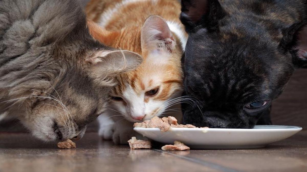 Voilà ce qui pourrait arriver à votre chien s'il mange les croquettes du chat !