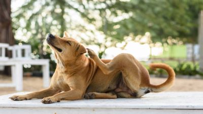 Votre chien se gratte beaucoup ? c'est peut-être Allergies chez le chien symptômes et soins
