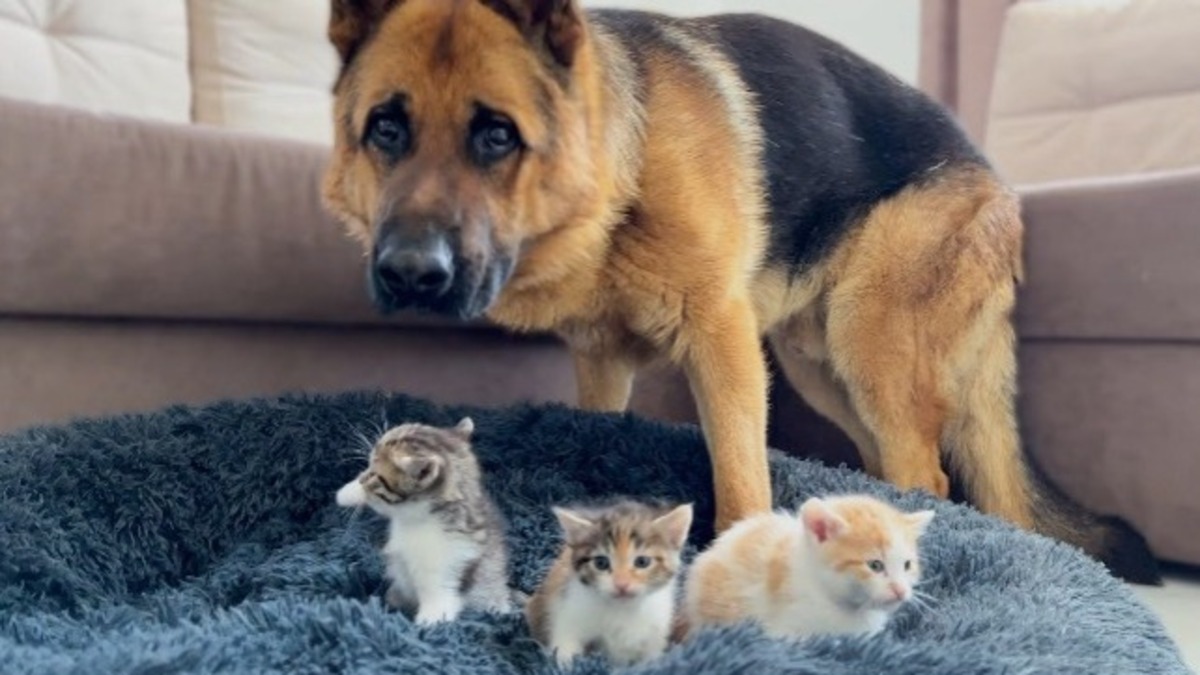 3 chatons volent le panier du Berger allemand, la réaction du chien est incroyable