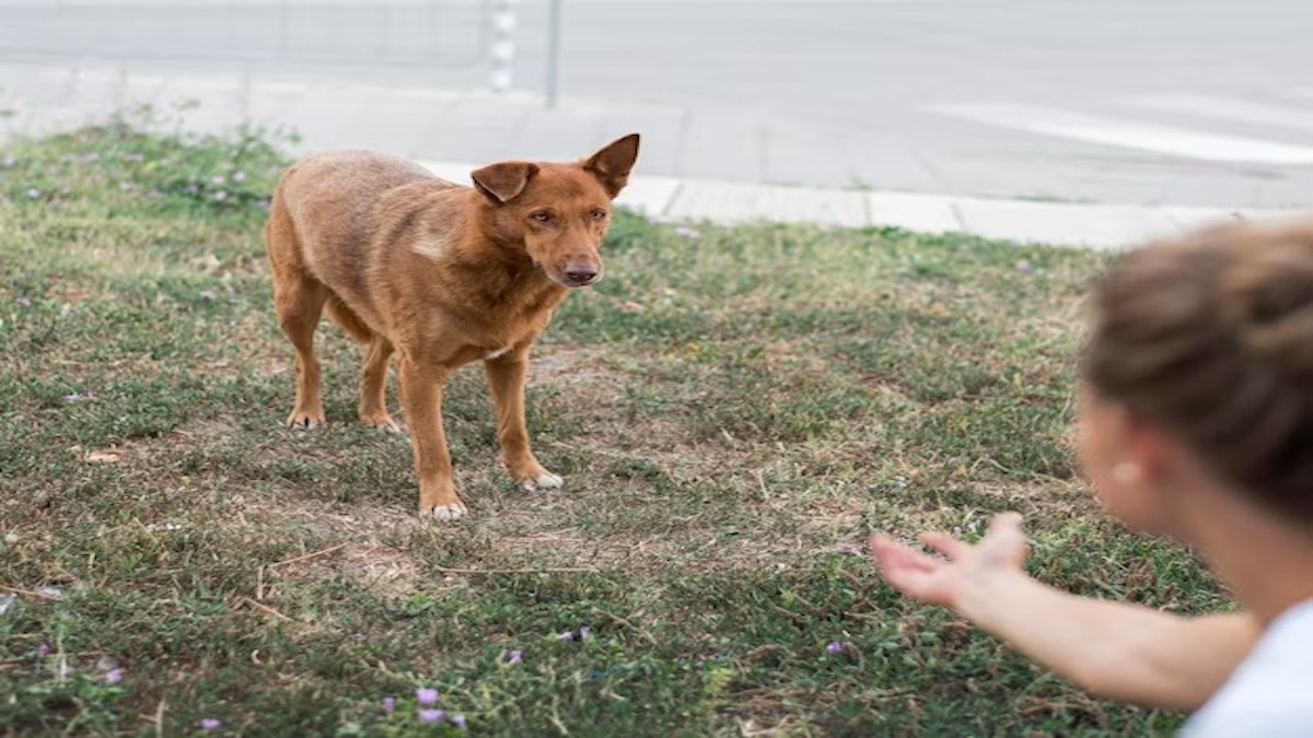 3 terribles erreurs que vous faites lorsque vous appelez votre chien