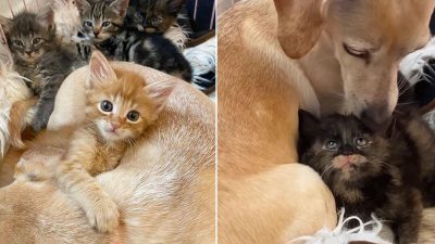 5 chatons orphelins profitent de l'amour maternel d'une chienne qui adore les chats