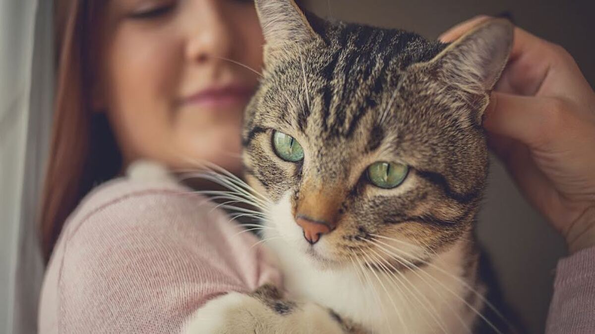 5 façons dont les chats protègent leurs maîtres bien-aimés