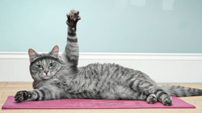 5 façons simples de faire de l'exercice à votre chat