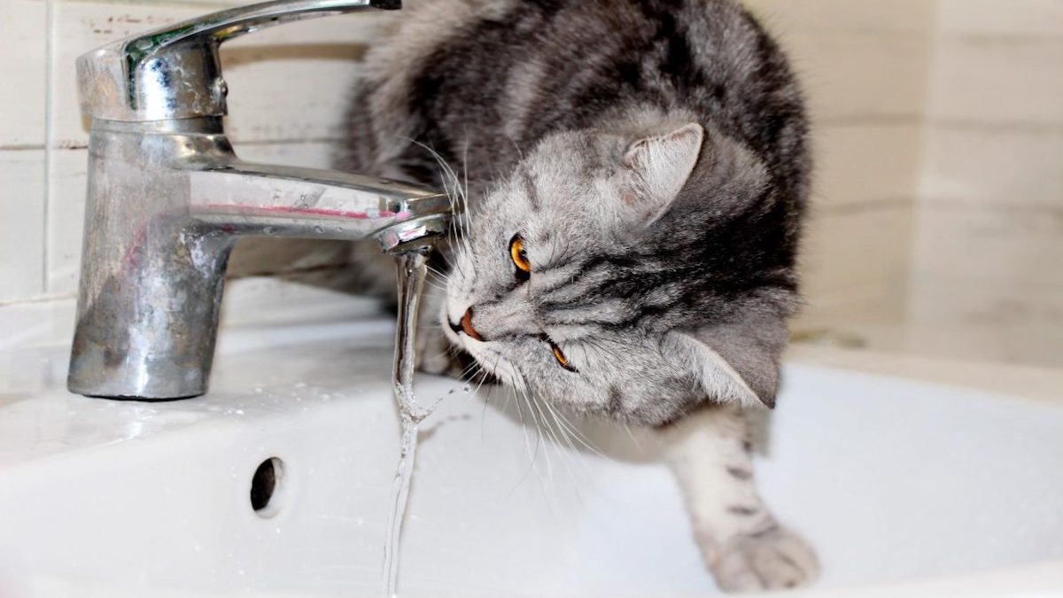 5 raisons pour lesquelles un chat aime boire l'eau du robinet