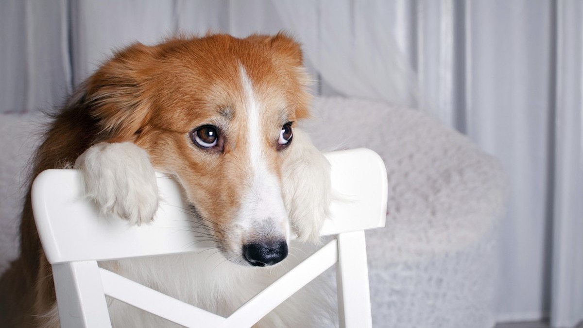 5 signes révélateurs que votre chien ne va pas bien
