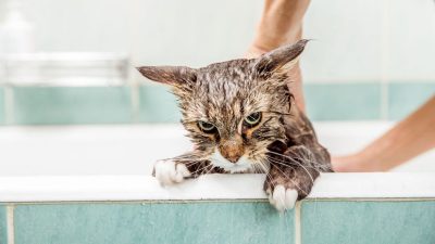 La fréquence à laquelle un chat doit être baigné, selon un vétérinaire