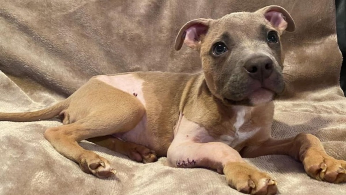 Abandonné dans un parc, ce chiot fait la plus belle rencontre de sa vie !