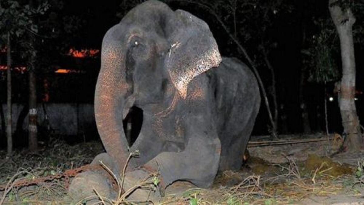 Après avoir vécu 50 ans enchaîné, cet éléphant est enfin libéré et pleure de joie