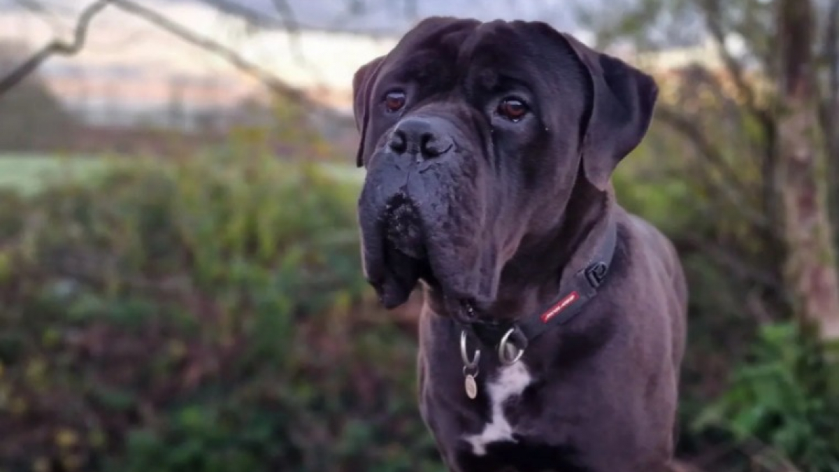 Après l'échec de sa première adoption et son retour au refuge, ce chien a enfin trouvé la famille idéale