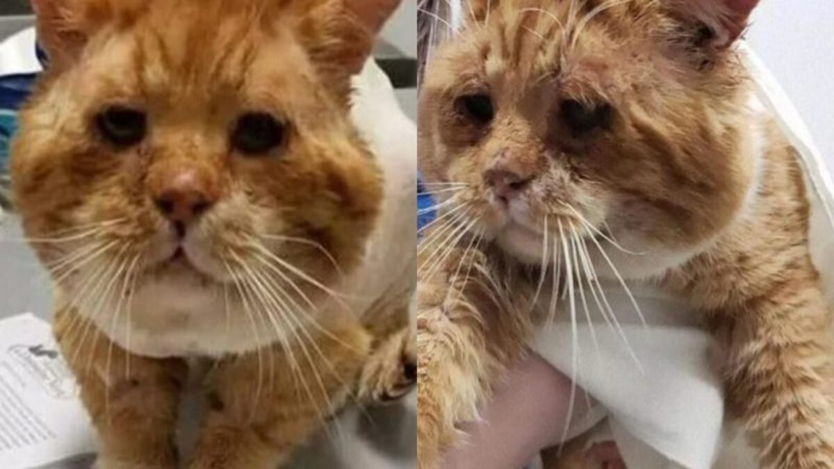 Ce chat malade et frigorifié frappe à la fenêtre pour implorer de l’aide, sa vie va basculer