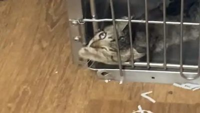 Ce chaton refuse d’être enfermé derrière des barreaux, son évasion est spectaculaire