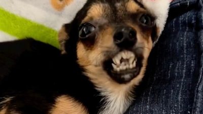 Ce chien aux dents de vampire est rejeté par tous, sa vie va basculer pour toujours