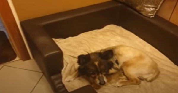 Ce chien aveugle est enchaîné durant 13 ans, sa vie va enfin changer pour la fin de ses jours