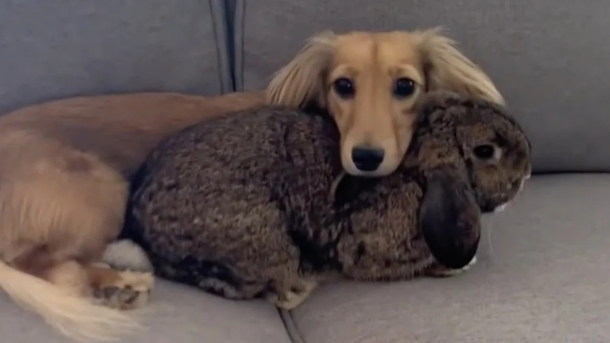 Ce chien et ce lapin sont les meilleurs amis du monde, ils partent en vacances ensemble