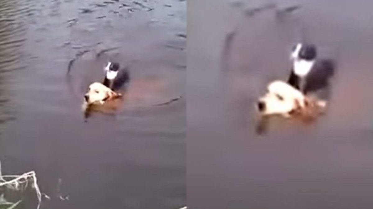 Ce chien saute dans le lac pour sauver un chat en train de se noyer, un véritable héros