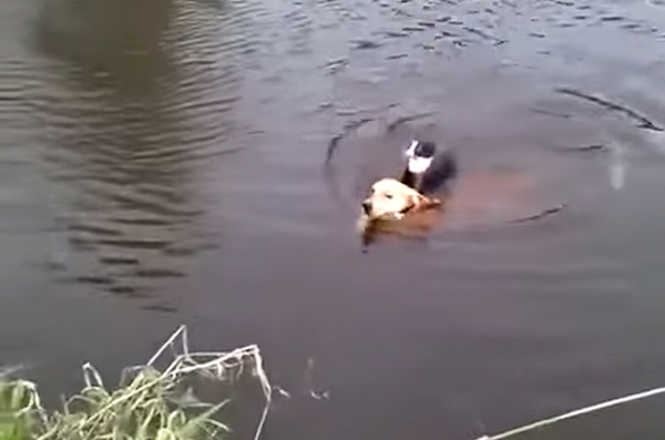 Ce chien saute dans le lac pour sauver un chat en train de se noyer, un véritable héros