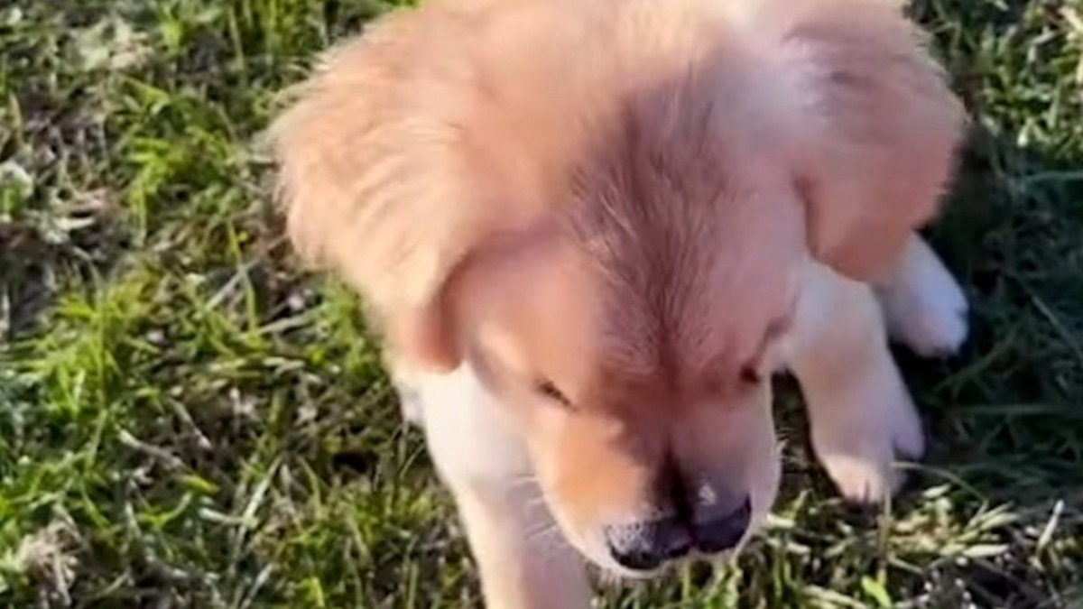 Ce chiot approche son museau de la caméra et fait fondre le cœur de tout le monde