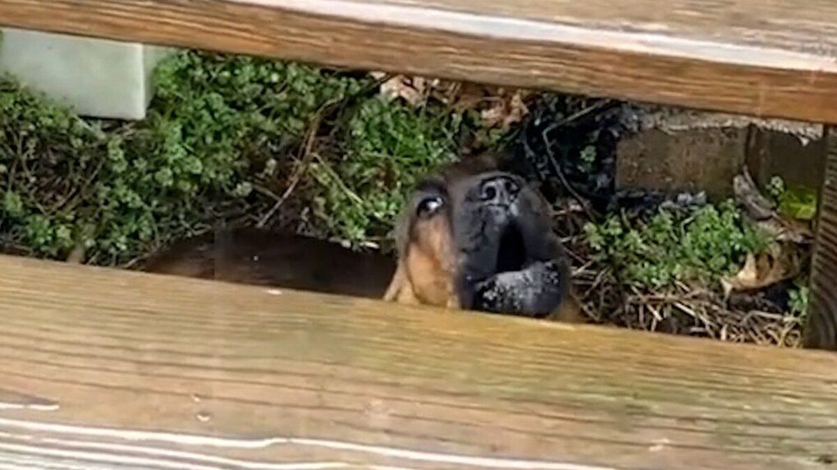 Ce chiot découvre la pluie pour la 1re fois, les internautes sidérés par sa réaction