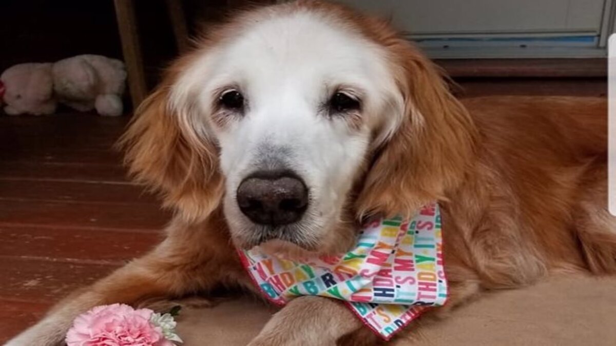 Ce golden retriever fête ses 20 ans et devient le plus vieux du monde