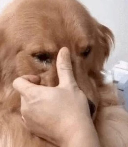 Ce golden retriever reconnaît son ancien propriétaire et s’effondre en larmes, une scène bouleversante