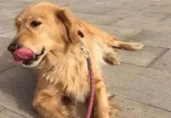 Ce golden retriever reconnaît son ancien propriétaire et s’effondre en larmes, une scène bouleversante