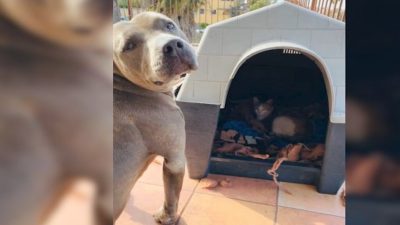 Ce Pitbull s’approche d’une chatte qui va accoucher, ce qu’il tient dans sa gueule sidère tout le monde