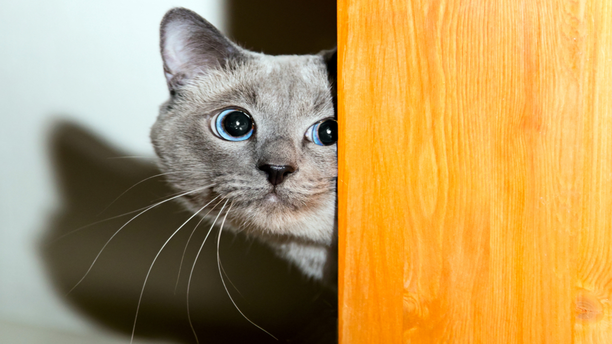 Ce que les chats peuvent percevoir un regard sur le monde félin