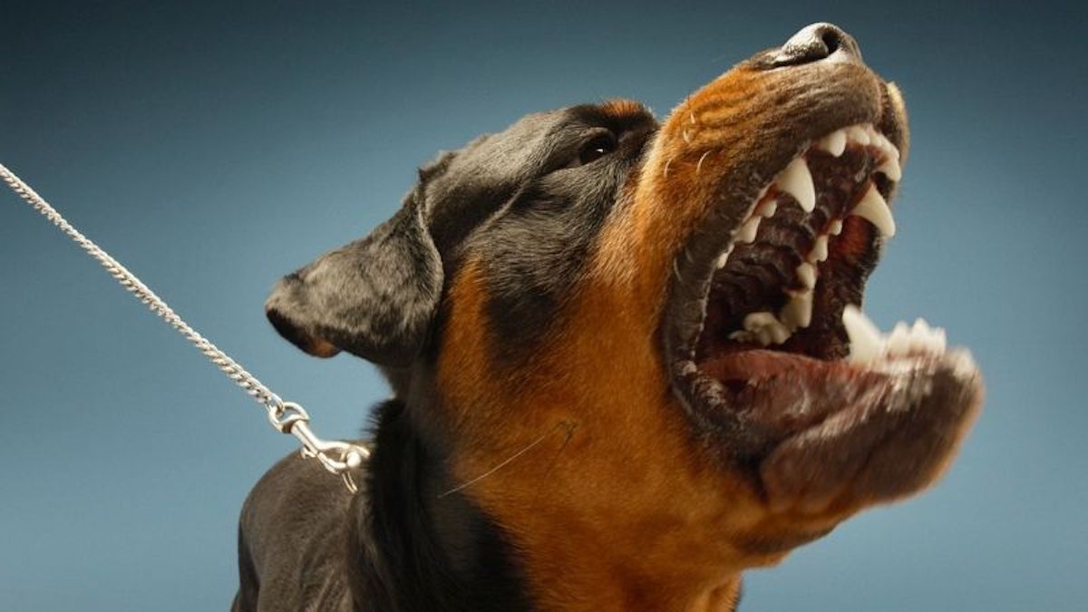 3 races de chiens de garde qui ont un instinct exceptionnel, selon les experts