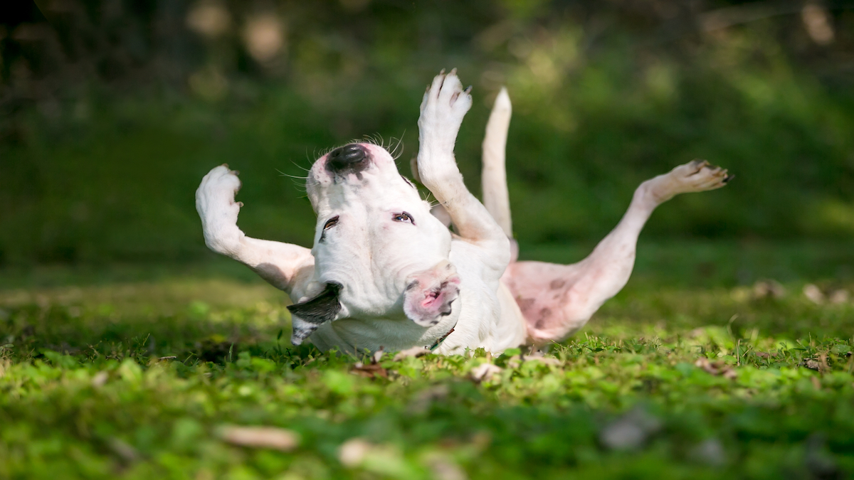 Certains chiens se vautrent dans les excréments, voici pourquoi