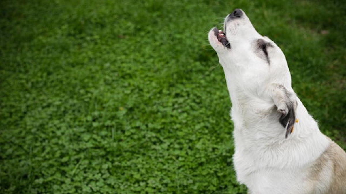 Voici comment un chien montre qu'il y a de mauvaises énergies dans votre maison