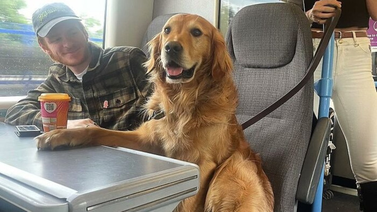 Cet adorable chien Golden Retriever aime se faire de nouveaux amis lors des voyages en train !