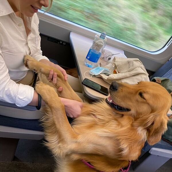 Cet adorable chien Golden Retriever aime se faire de nouveaux amis lors des voyages en train !