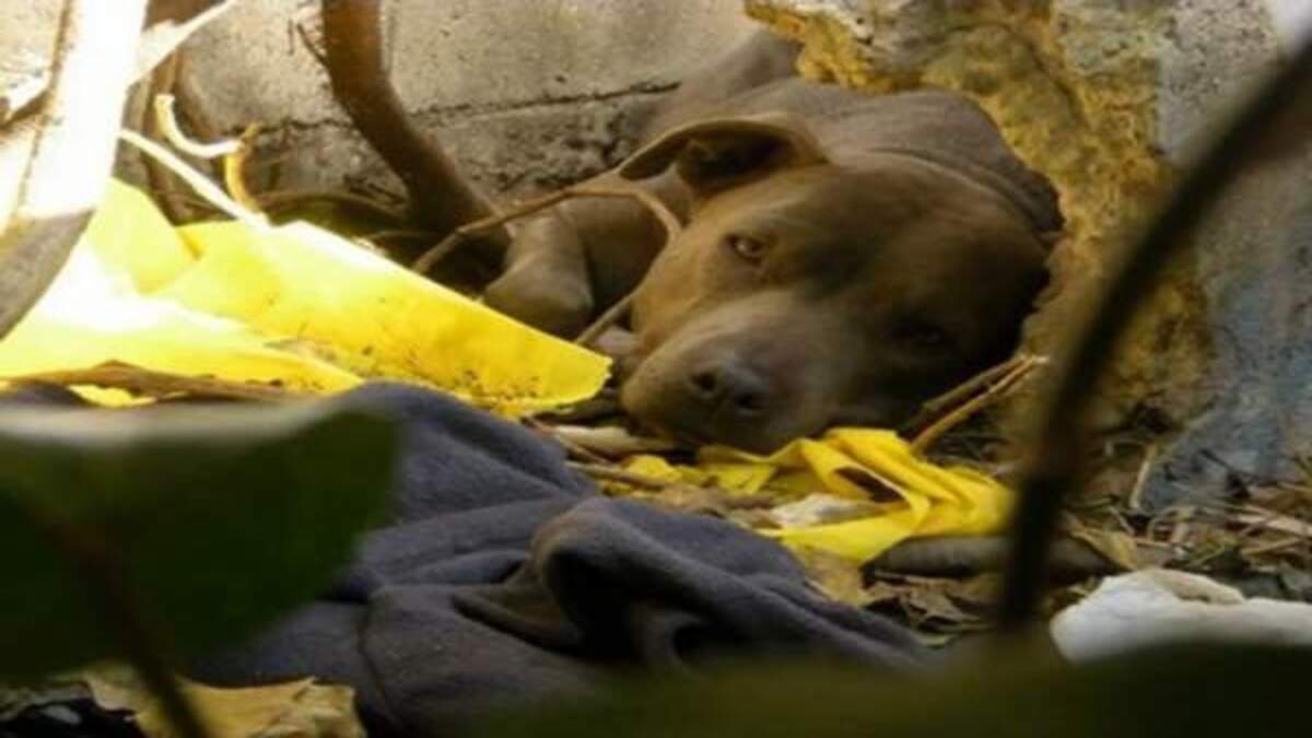 Cette chienne abandonnée a peur de tout le monde, pourtant elle va rencontrer le grand amour !