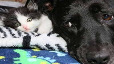 Cette chienne élève plus de 100 chatons après avoir perdu son meilleur ami