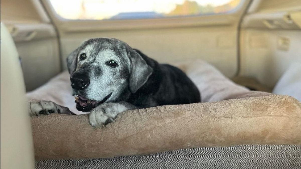 Cette chienne âgée et abandonnée connaît la plus belle des retraites grâce à une femme au grand cœur