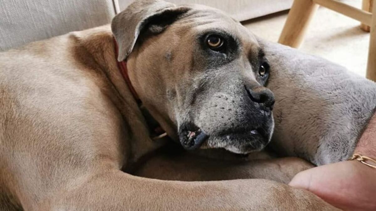 Cette jeune chienne errante espère enfin trouver une famille pour oublier son passé