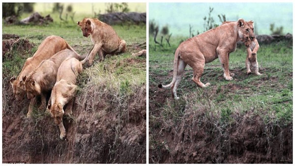 Cette lionne risque sa vie pour sauver son lionceau tombé d’une falaise