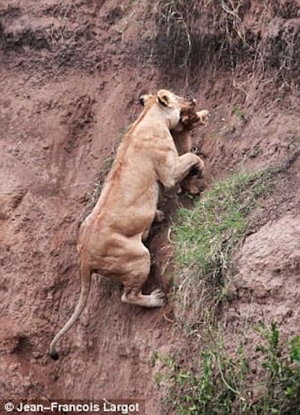 Cette lionne risque sa vie pour sauver son lionceau tombé d’une falaise