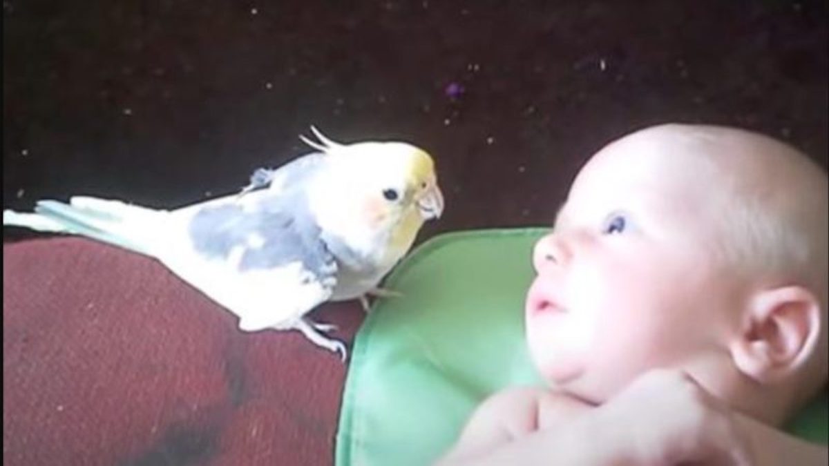 Cette perruche chante une adorable chanson au bébé, une scène touchante