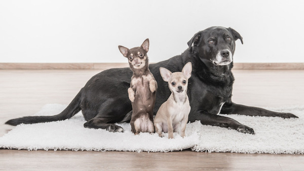 Combien de chiens est-il conseillé d’avoir à la maison ?