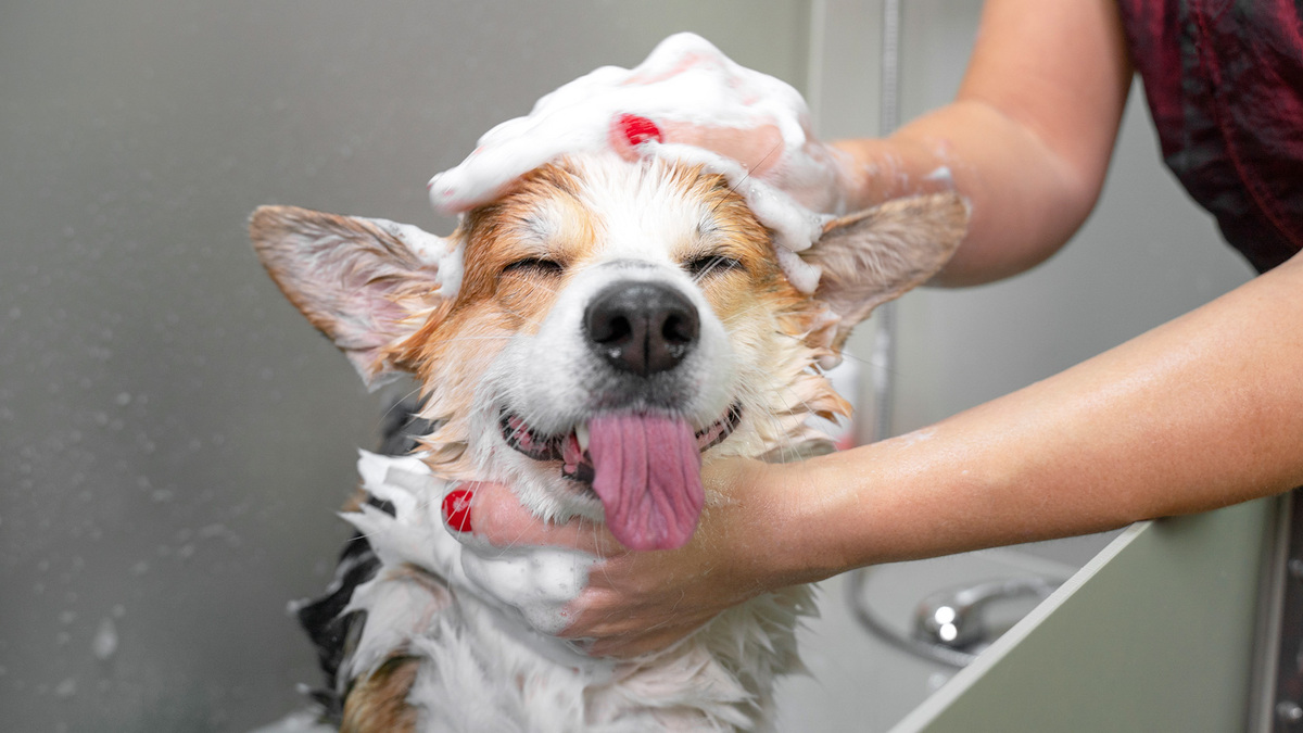 Combien de fois par semaine devez-vous baigner votre chien, selon les experts
