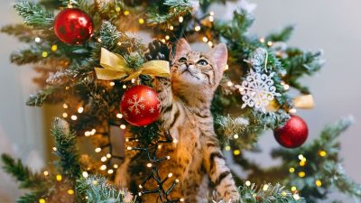 Comment effrayer les chats du sapin de Noël ?