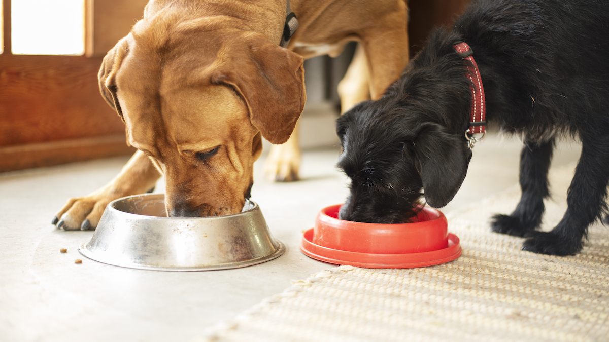 Les astuces pour faire manger votre chien plus lentement et avec moins anxiété