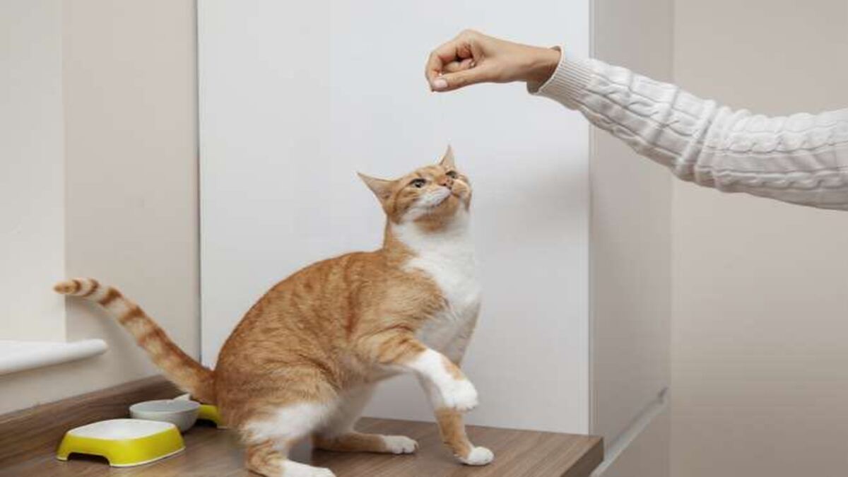 Comment gagner l'affection d'un chat ? Voici la solution !