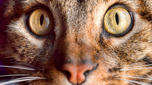 Comment les chats communiquent-ils avec leurs yeux ? Comprendre leur langage