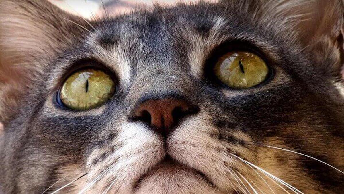 Comment les chats communiquent-ils avec leurs yeux ? Comprendre leur langage