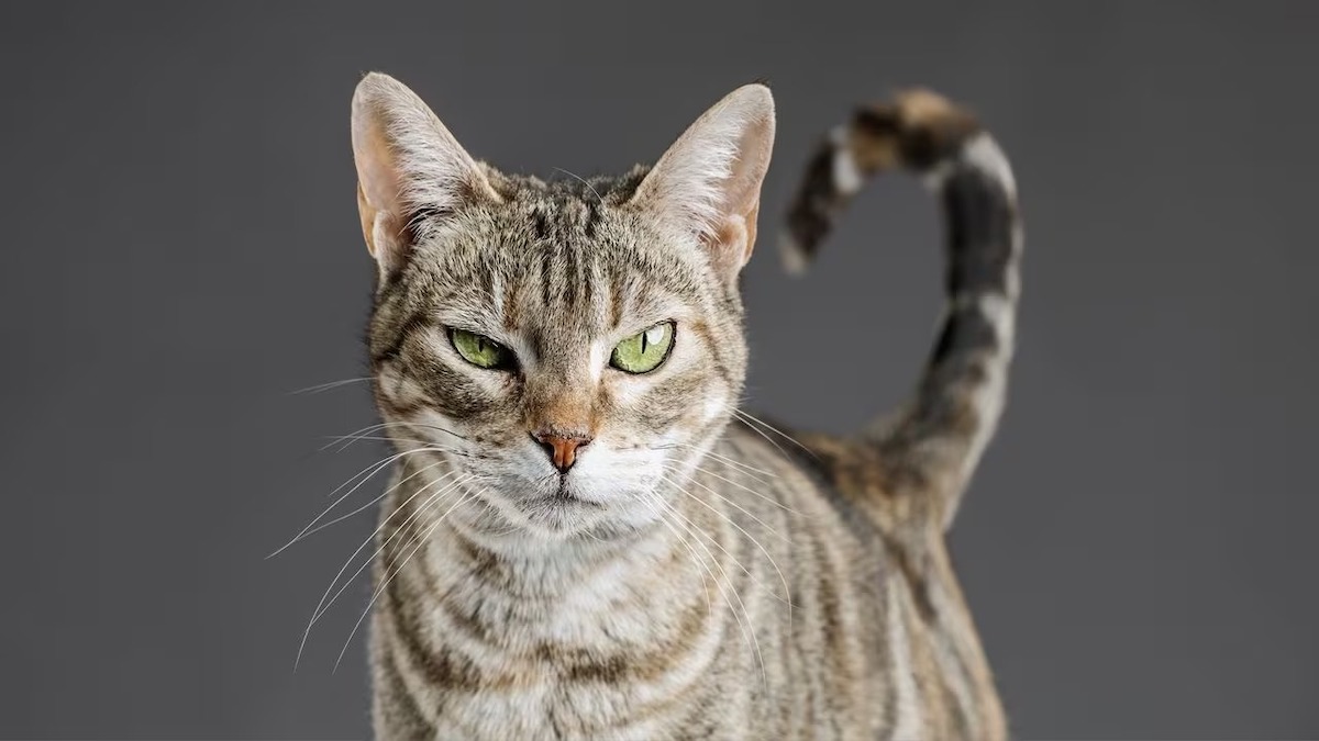 Comment les chats protègent-ils la maison ?