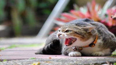 Les signes révélateurs que votre chat est stressé et comment l'éviter