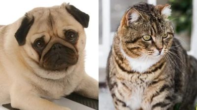 Comment savoir si un chien ou un chat est obèse et quel est son poids idéal, selon les experts