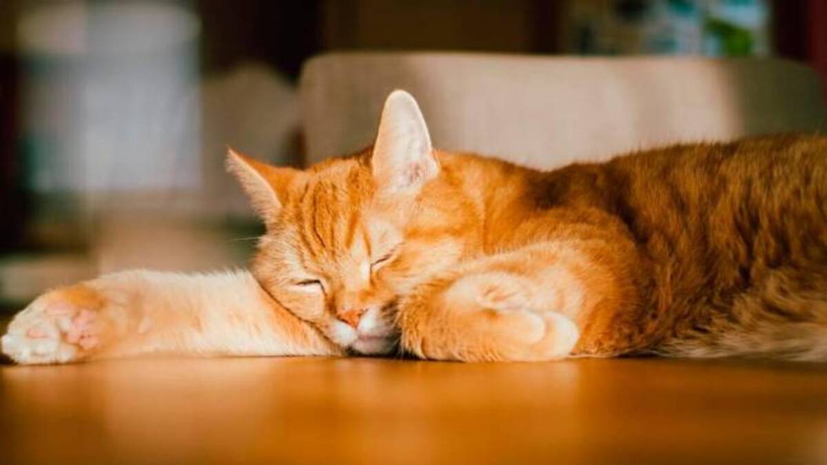 Découvrez pourquoi votre chat adore prendre des bains soleil